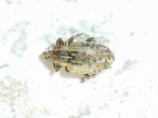 Hypera sp.